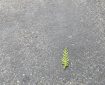 Leaf on concrete.