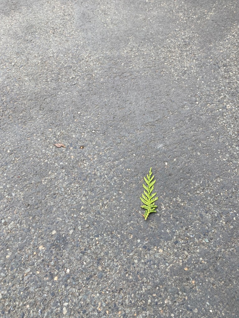 Leaf on concrete.