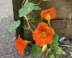 Study in orange — Nasturtiums.