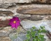 Garden Cosmos against a wall.