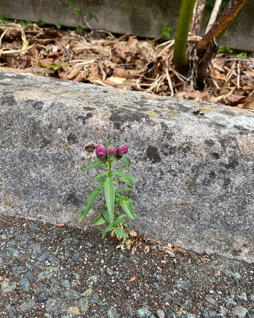 Kerbside art (Snapdragon?)