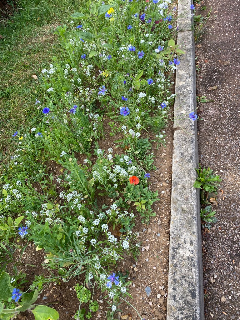 Walking on the wild side.