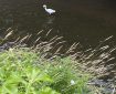 Egret: Stillness in the stream.
