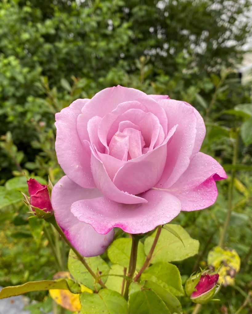 A pink rose with raindrops on it’s petals.