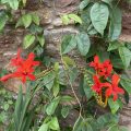 Red flowers against the wall with green leaves.
