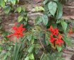 Red flowers against the wall with green leaves.