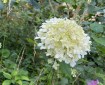 Creamy Hydrangea with pink Mallow in amongst green leaves.