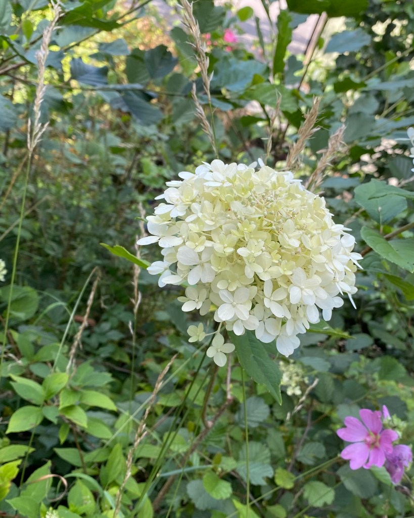 Creamy Hydrangea with pink Mallow in amongst green leaves.