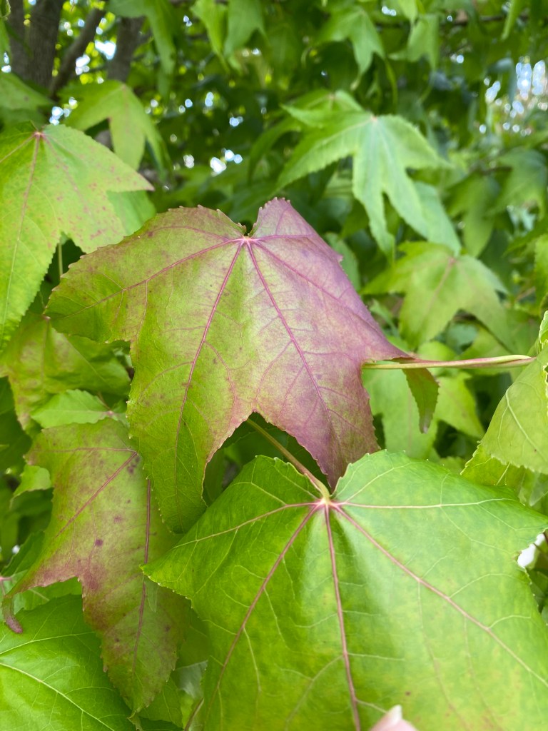 A shaded leaf.