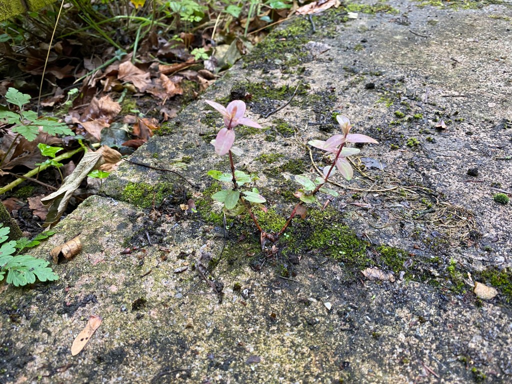 Amongst the moss and paving stones.