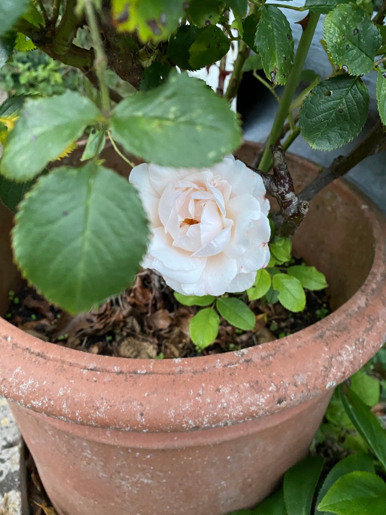 A pinkish creamy rose in hiding. 