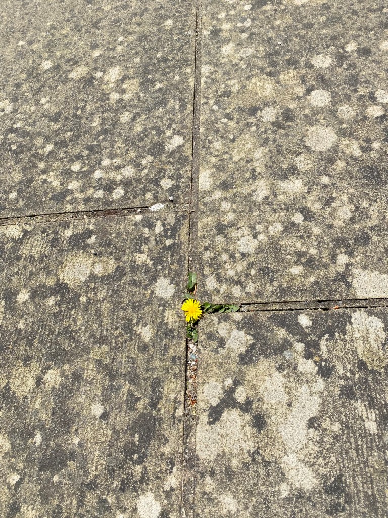 Lonely Dandelion.
