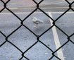Seagull in the car park.