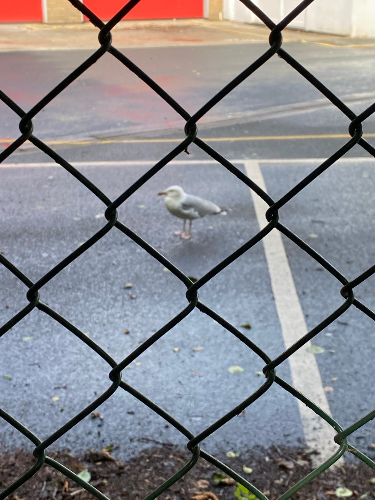 Seagull in the car park.