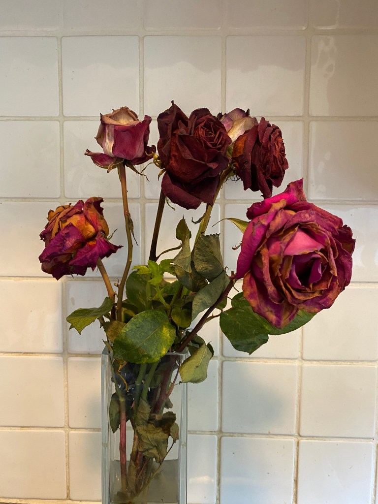 Aging Roses.