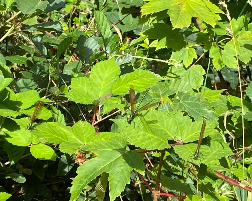 Three jewelwing’s enjoying the sunshine.