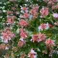 Grandiflora Glossy Abelia for Bees.