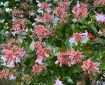 Grandiflora Glossy Abelia for Bees.