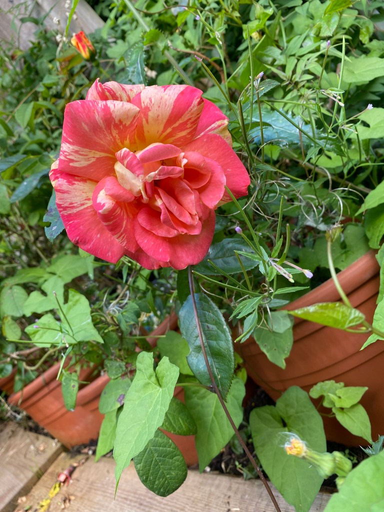 Rose putting on a show. 