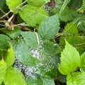 Diamond raindrops resting on a spider’s web.