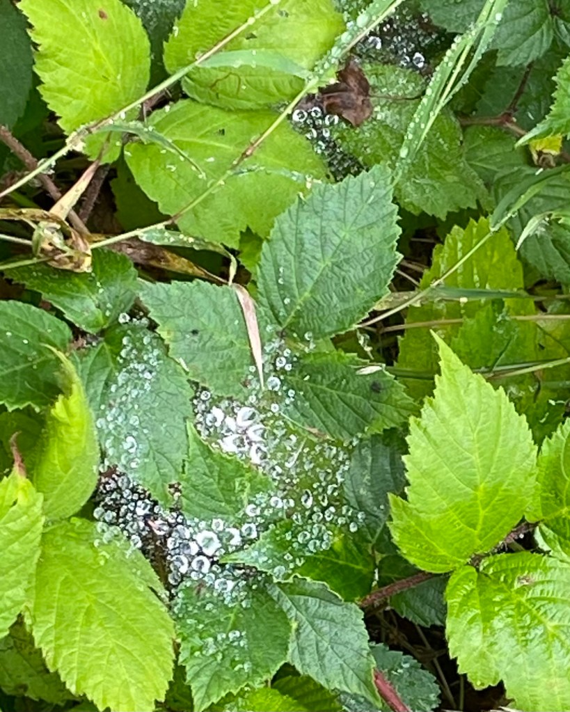 Diamond raindrops resting on a spider’s web.
