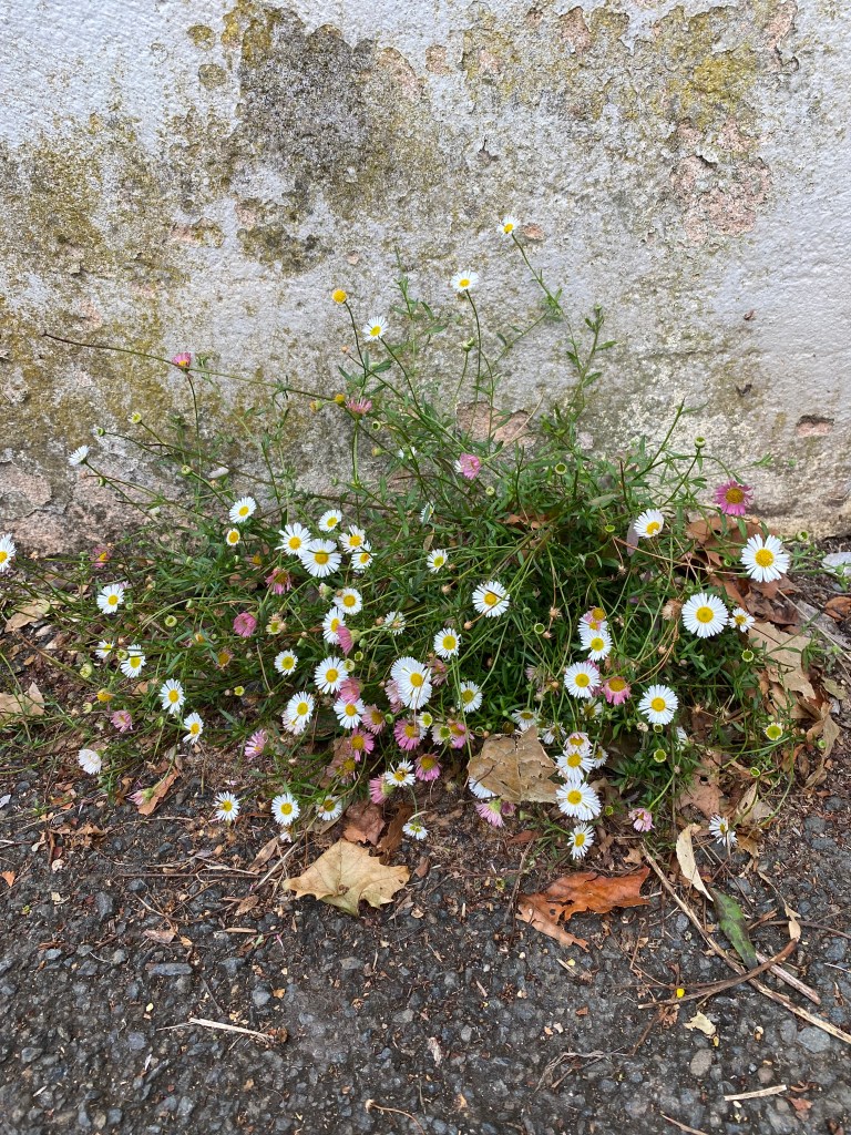 Daisies against the wall.