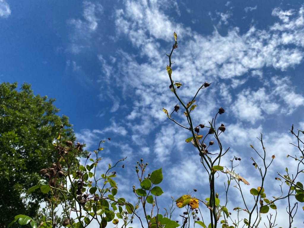 Plants reaching for the Sky.