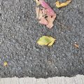 Leaves in the road.