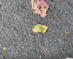 Leaves in the road.