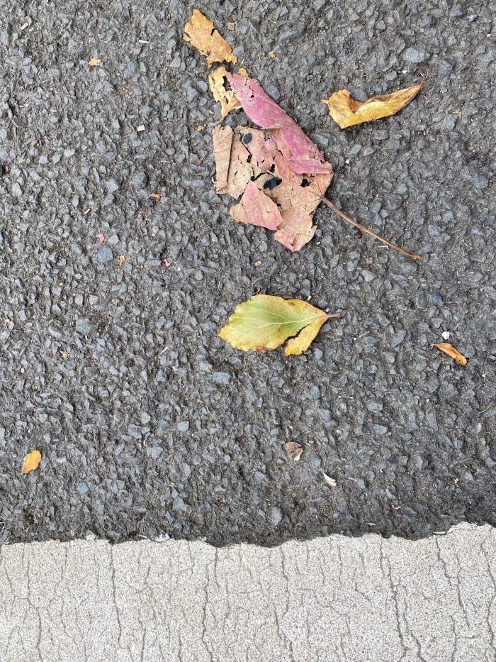 Leaves in the road.