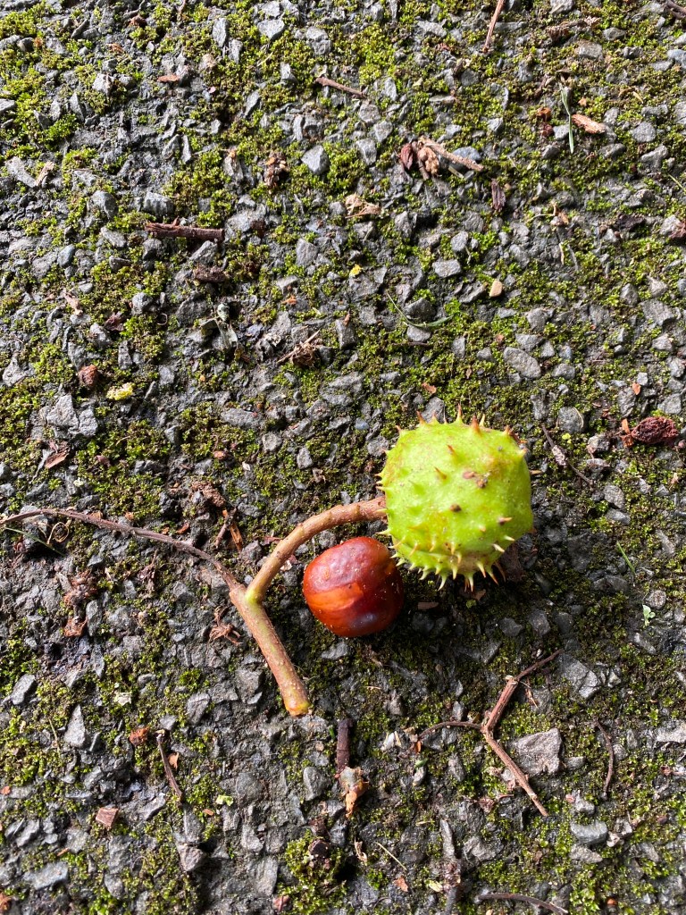 Early chestnuts.