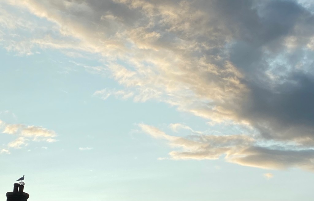 Seagull enjoying the morning Sky.