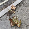Leaves on the pavement.