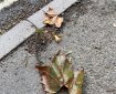 Leaves on the pavement.