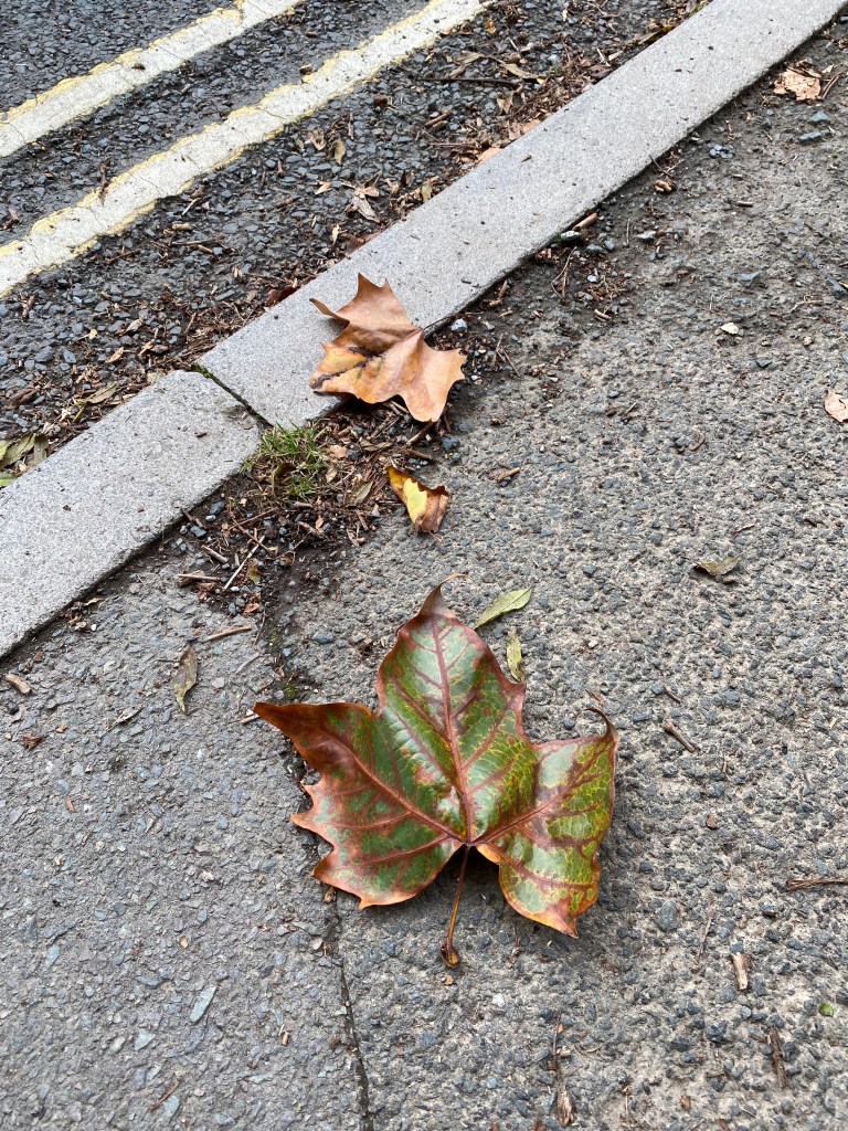 Leaves on the pavement.