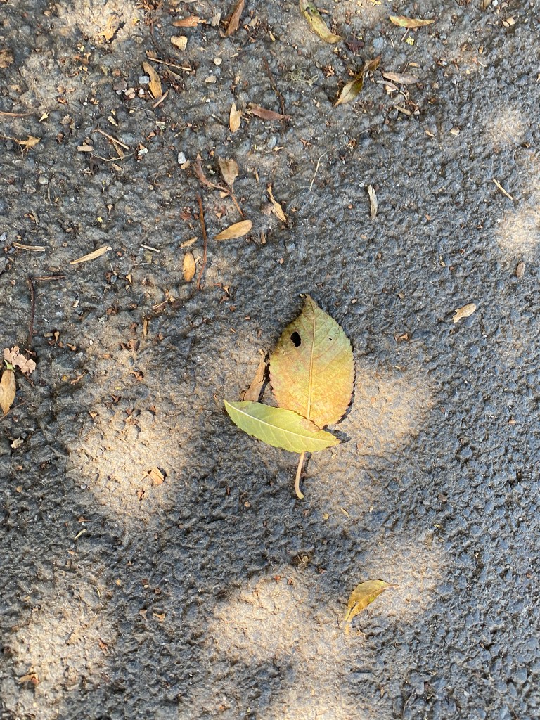 Leaves in dappled sunlight.