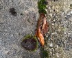 Some moss and wet leaves on the pavement.