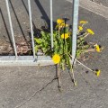 Dandelion in the railings.