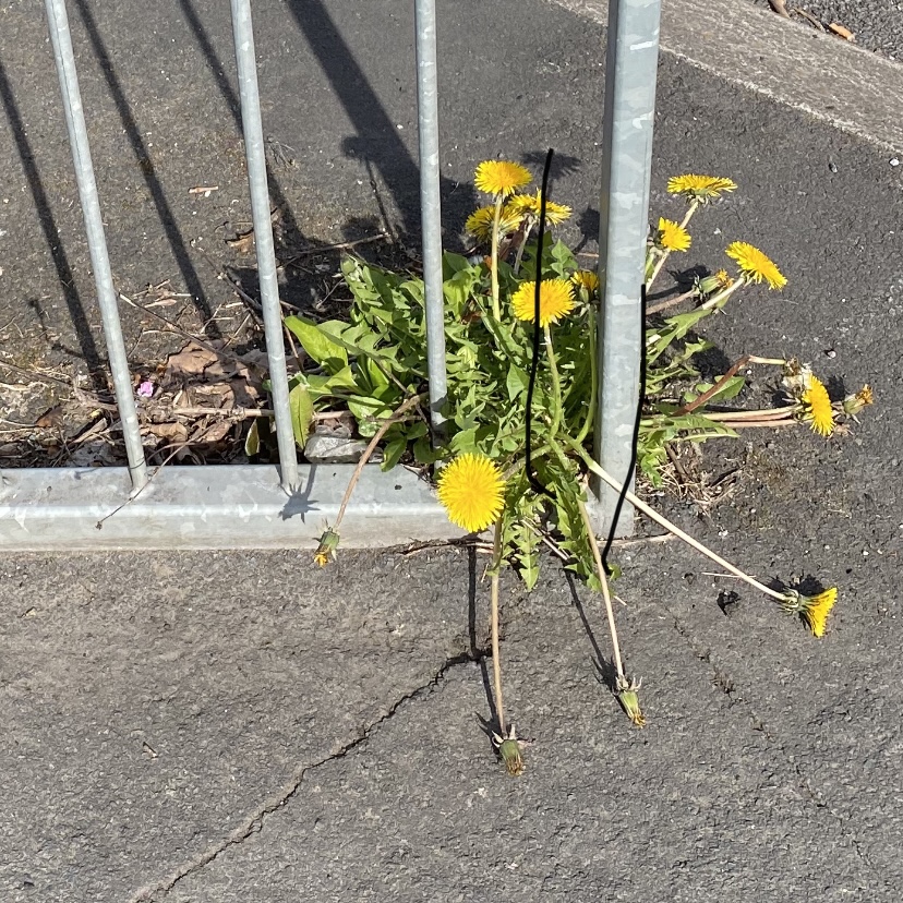 Dandelion in the railings.