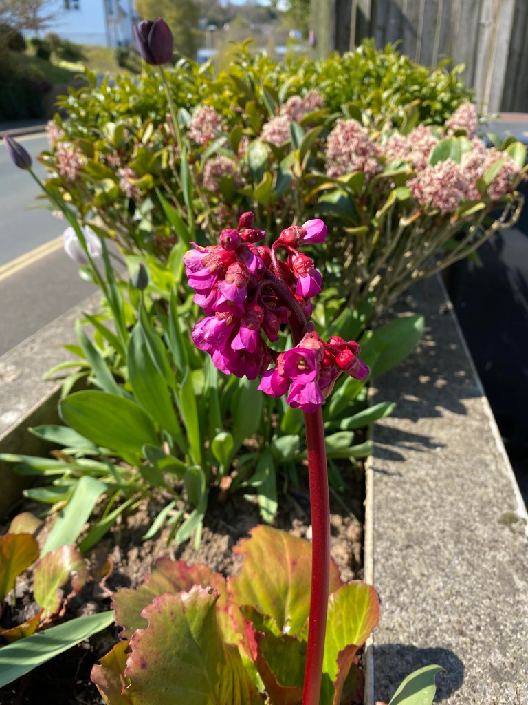 Possibly elephant-ears.