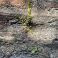 Fern growing in the wall.