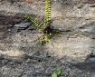 Fern growing in the wall.