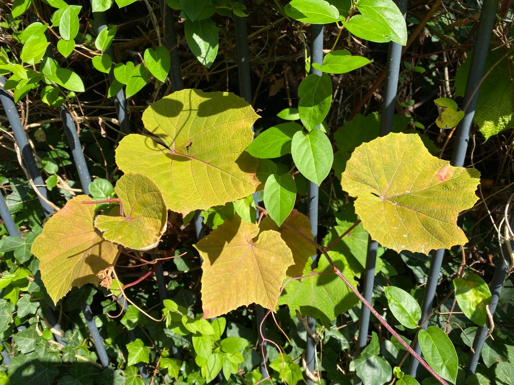 A wild grape? Putting on a show.