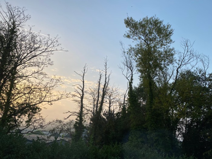 Sunrise through the trees.