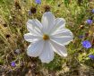 Cosmos amongst cornflowers.