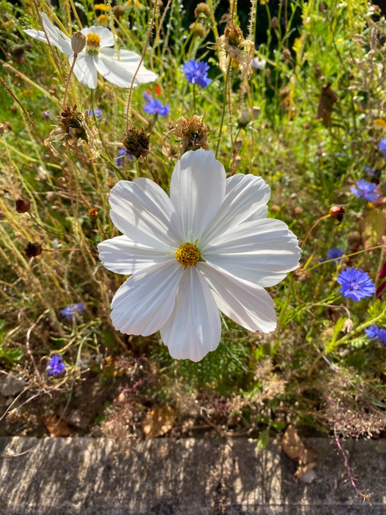 Cosmos amongst cornflowers.
