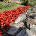 Red Begonias between the grass and rocks.