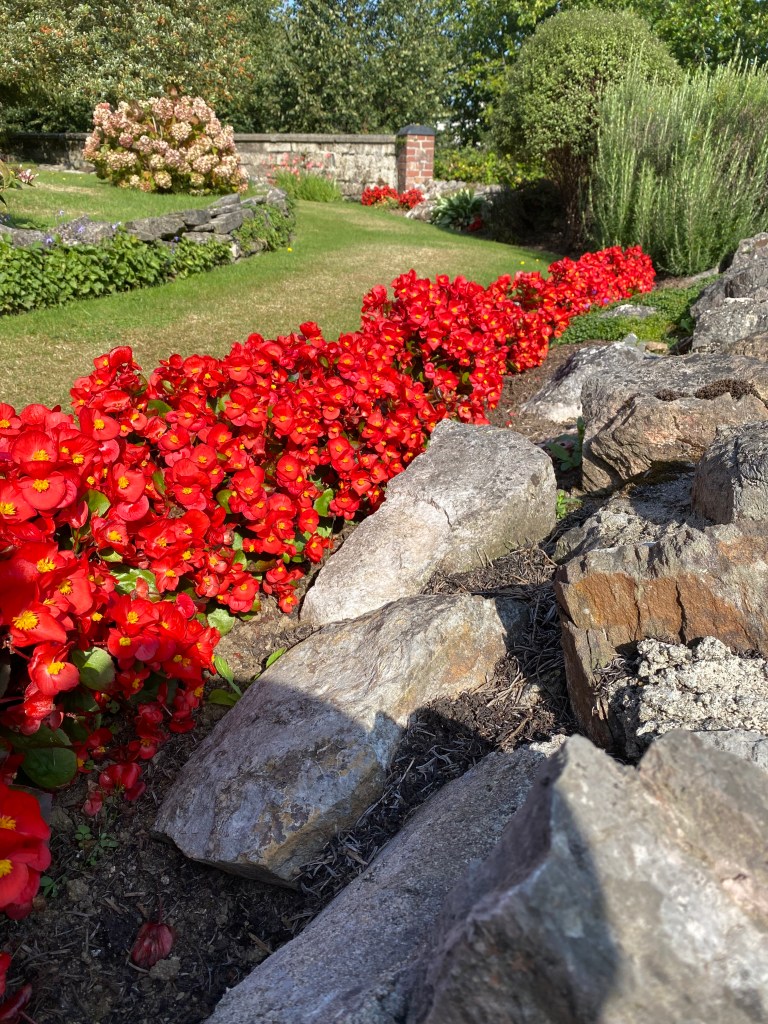 Red Begonias between the grass and rocks.