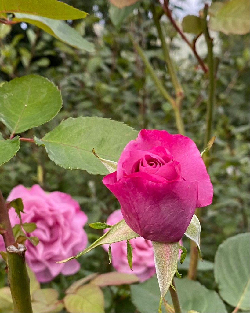 A late dark pink rose.