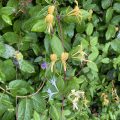 Honeysuckle in amongst the leaves.